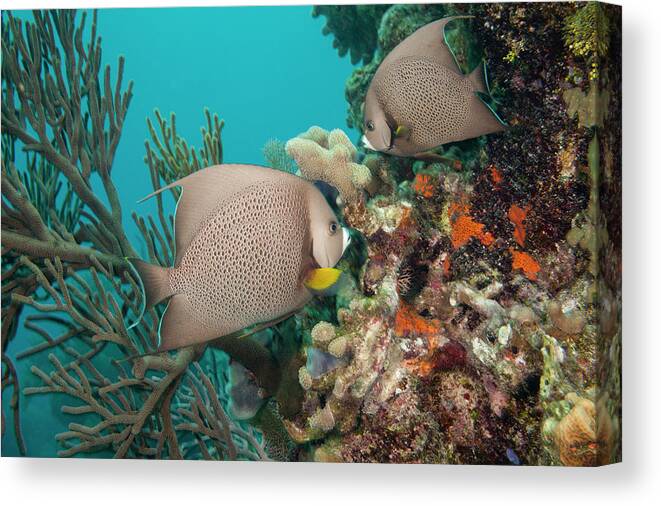 Tranquility Canvas Print featuring the photograph Gray Angelfish by Michele Westmorland