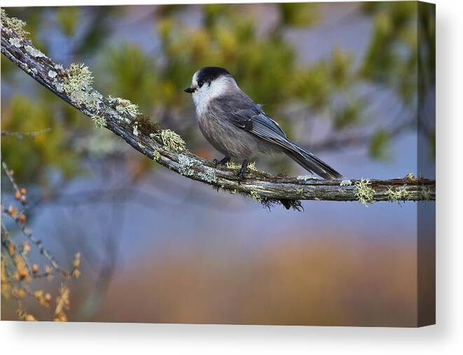 Tamarack Canvas Print featuring the photograph Gray Jay by Gary Hall
