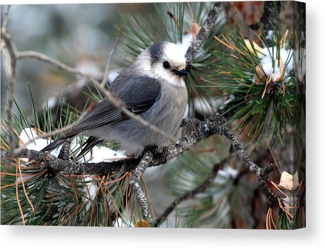 Colorado Canvas Print featuring the photograph Gray Jay on a Snowy Pine by Marilyn Burton