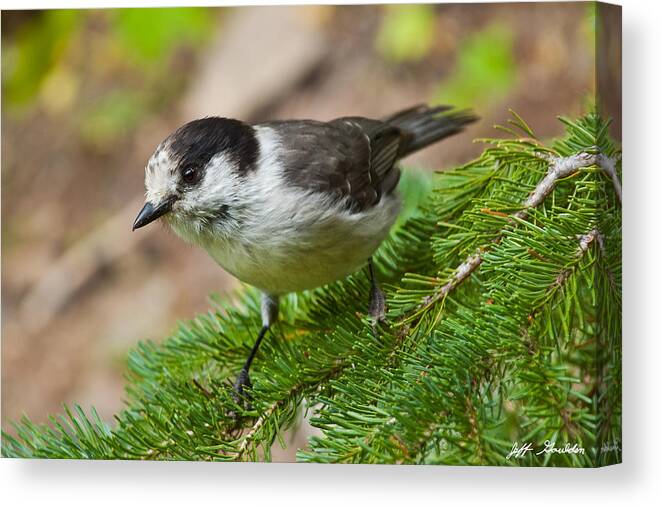 Animal Canvas Print featuring the photograph Gray Jay on Fir Tree by Jeff Goulden