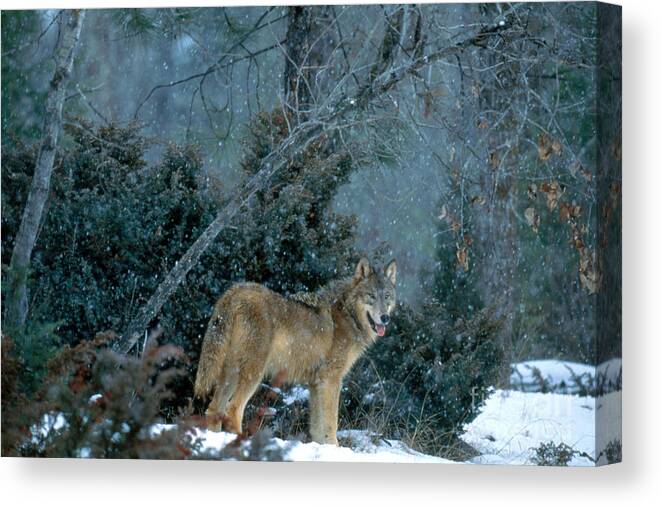 Gray Wolf Canvas Print featuring the photograph Gray Wolf At Kill by Art Wolfe