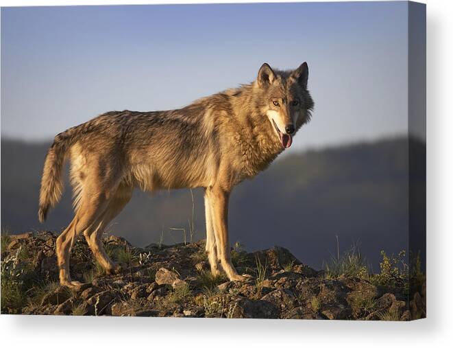 Feb0514 Canvas Print featuring the photograph Gray Wolf Side View North America by Tim Fitzharris