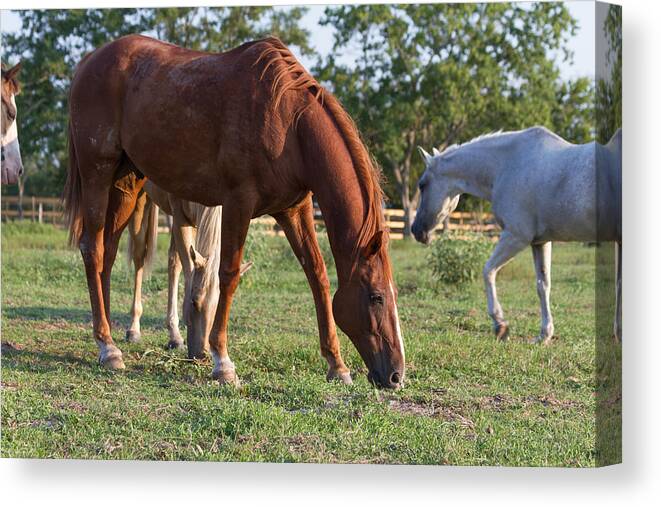 Horses Canvas Print featuring the photograph Grazing by Tim Stanley