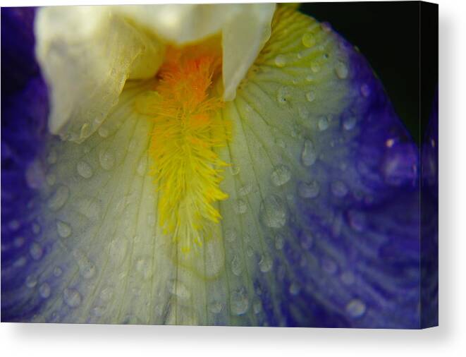 Water Drops Canvas Print featuring the photograph Great Beauty In Tiny Places by Jeff Swan