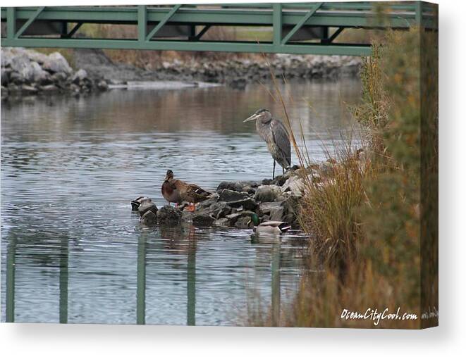 Great Blue Heron Canvas Print featuring the photograph Great Blue Heron and Friends by Robert Banach