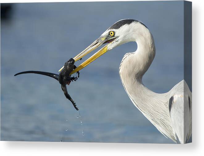 534099 Canvas Print featuring the photograph Great Blue Heron Catching Baby Marine by Tui De Roy