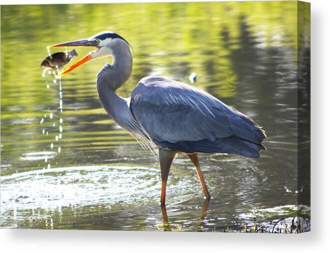 Great Canvas Print featuring the photograph Great Blue Heron Catching Fish by Diana Haronis
