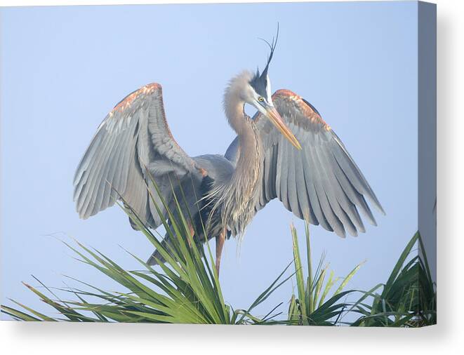 Great Blue Heron Canvas Print featuring the photograph Great Blue Heron Displaying by Bradford Martin