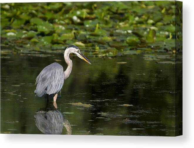 Great Blue Heron Canvas Print featuring the photograph Great Blue Heron Hunting by Larry Bohlin