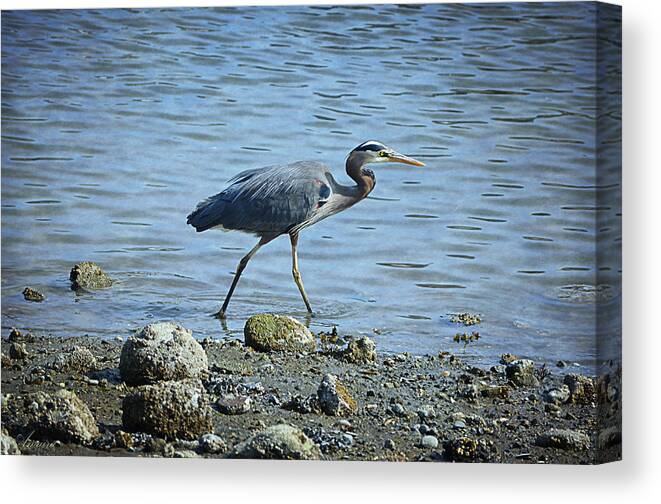 Bird Canvas Print featuring the photograph Great Blue Heron Il by Maria Angelica Maira