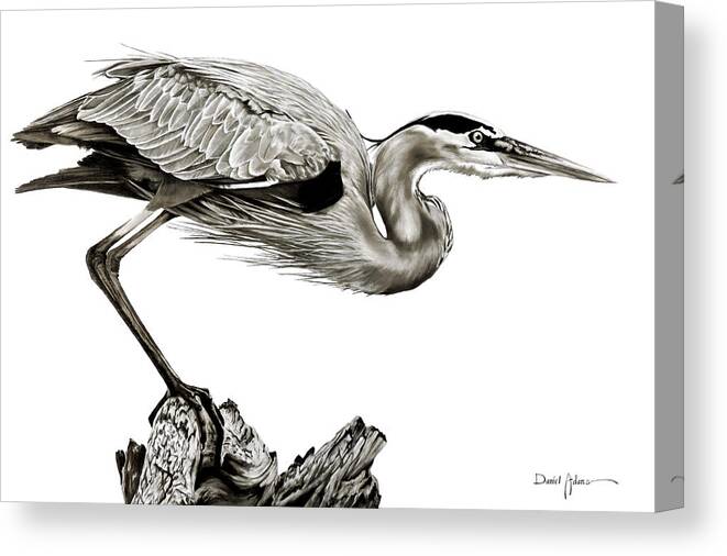 Great Blue Heron Canvas Print featuring the painting DA116 Great Blue Heron by Daniel Adams by Daniel Adams