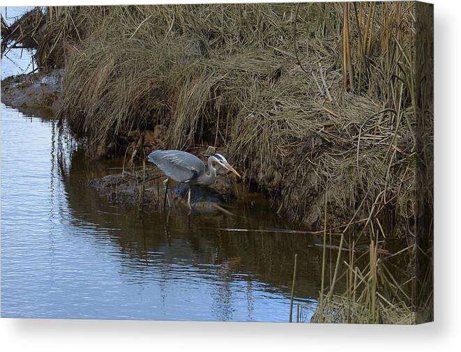 Great Canvas Print featuring the photograph Great Blue heron Searching by Lawrence Christopher