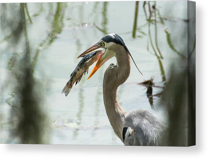 Ardea Herodias Canvas Print featuring the photograph Great Blue Heron With Fish In Mouth by Sheila Haddad