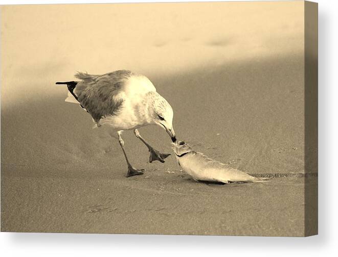 Ring-billed Gull Canvas Print featuring the photograph Great Catch With Fish by Cynthia Guinn