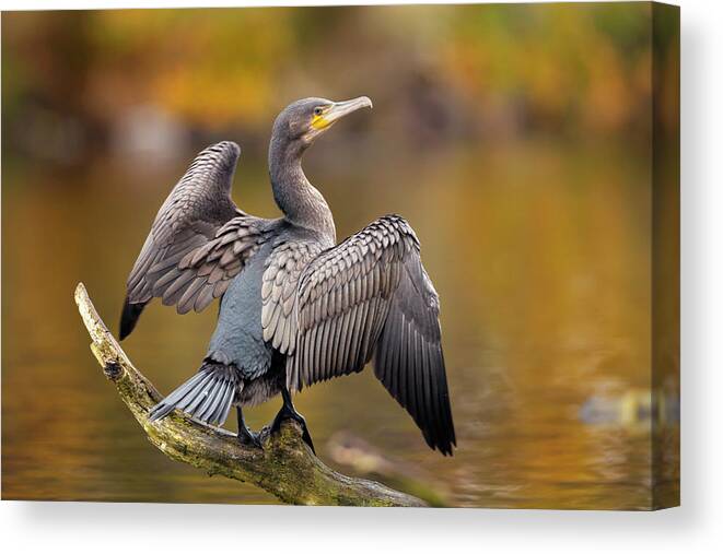 Phalacrocorax Carbo Canvas Print featuring the photograph Great Cormorant Drying Its Wings by Simon Booth