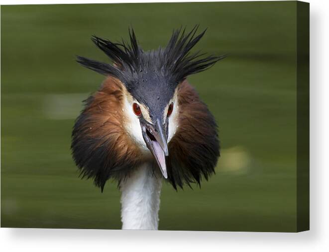 Flpa Canvas Print featuring the photograph Great Crested Grebe Threat Display by Dickie Duckett