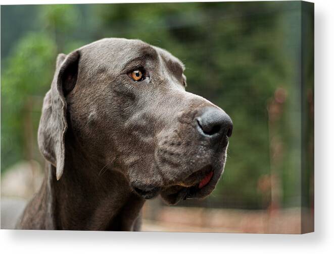 Great Canvas Print featuring the photograph Great Dane by Jess Kraft