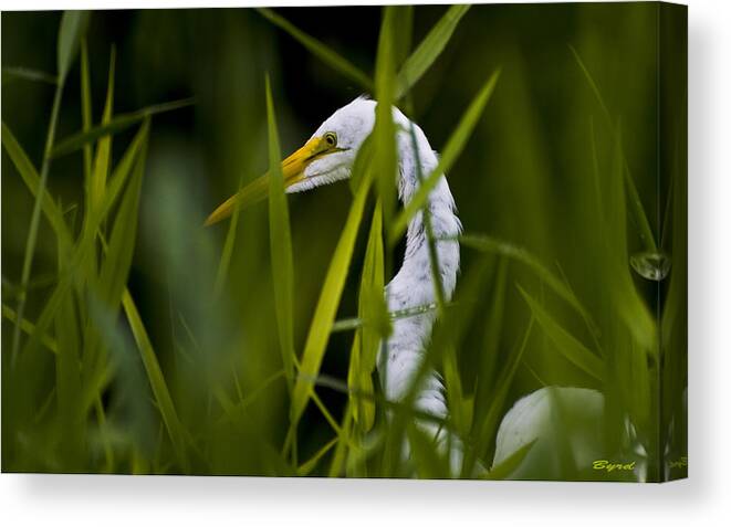 Egret Canvas Print featuring the photograph Great Egret - Ardea alba by Christopher Byrd
