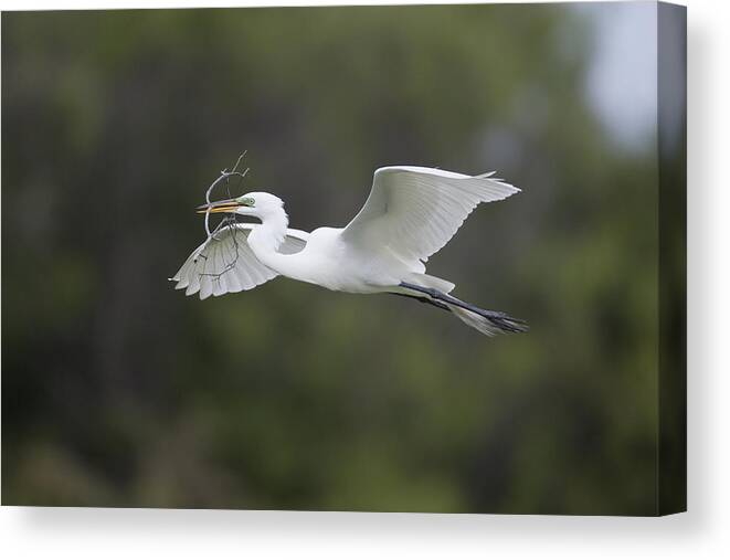 Feb0514 Canvas Print featuring the photograph Great Egret Carrying Nesting Material by Tom Vezo