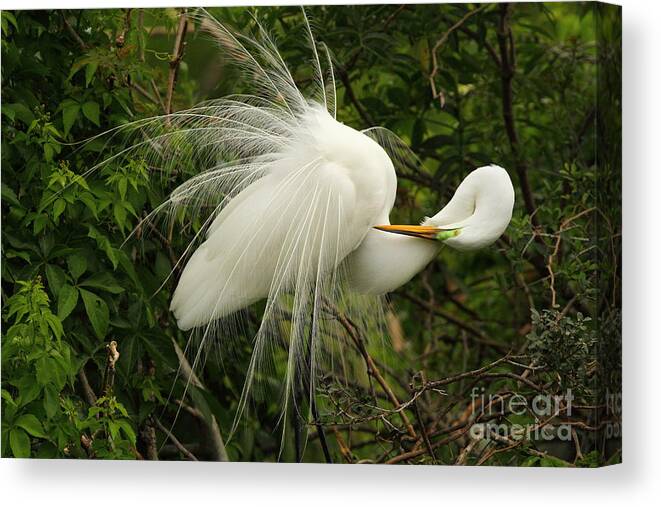 St Augustine Alligator Farm Rookery Canvas Print featuring the photograph Great Egret Displaying by Jennifer Zelik