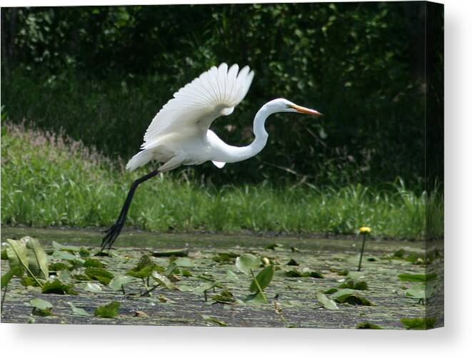Egret Canvas Print featuring the photograph Great Egret Elegance  by Neal Eslinger