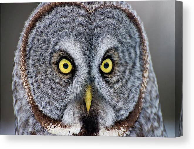 Animal Themes Canvas Print featuring the photograph Great Gray Owl by Copyright Michael Cummings