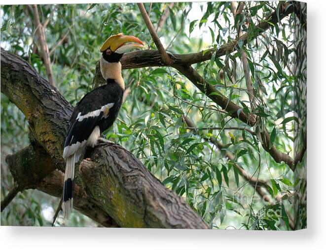 Animal Canvas Print featuring the photograph Great Indian Hornbill by Art Wolfe