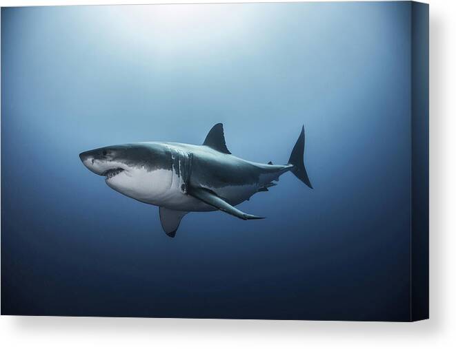 Tranquility Canvas Print featuring the photograph Great white shark (Carcharodon carcharias) swimming in Pacific ocean water of Guadalupe Island, Mexico by Rodrigo Friscione