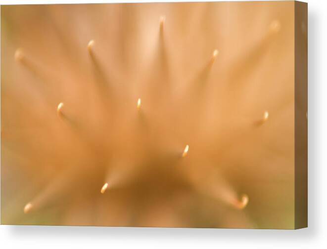 Plant Canvas Print featuring the photograph Greater Burdock Seed-head Abstract by Nigel Downer