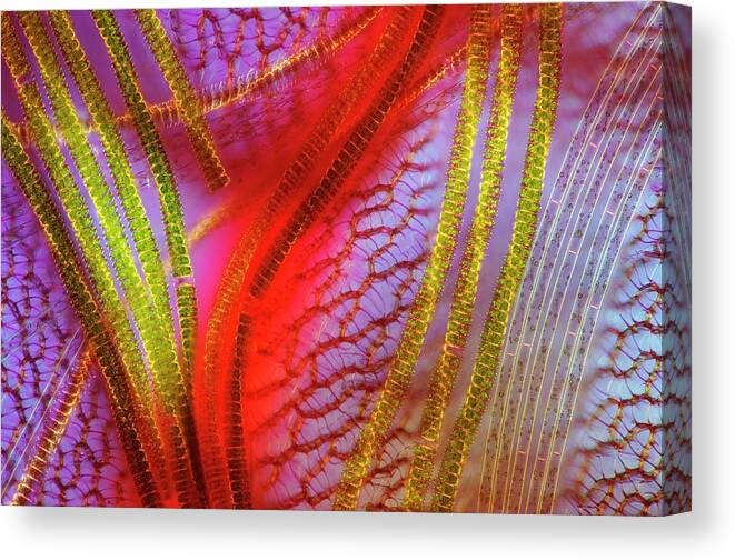 Alga Canvas Print featuring the photograph Green Algae And Sphagnum Moss by Marek Mis/science Photo Library