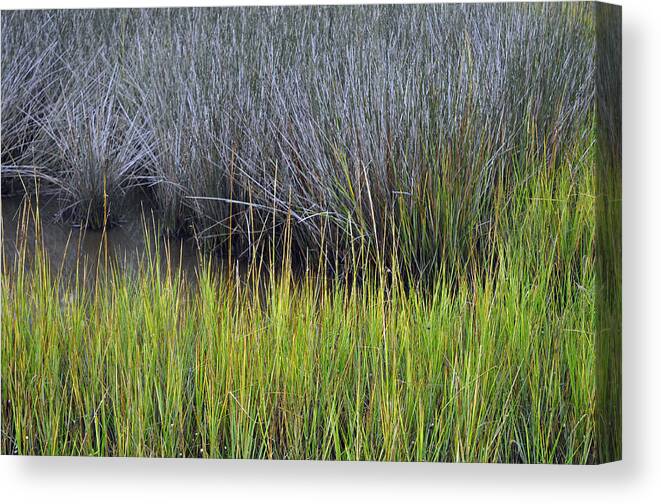 Beach Photographs Canvas Print featuring the photograph Green and Gray Marsh Grasses on Jekyll Island by Bruce Gourley
