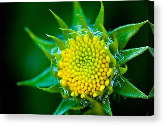 Nature Canvas Print featuring the photograph Green and Yellow Bloom by Sennie Pierson
