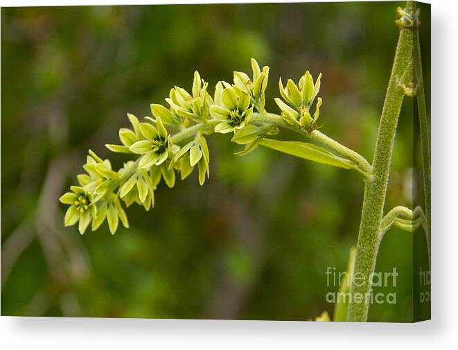Photography Canvas Print featuring the photograph Green Blooms by Sean Griffin