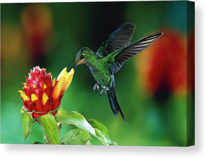 00511213 Canvas Print featuring the photograph Green-crowned Brilliant Heliodoxa by Michael and Patricia Fogden