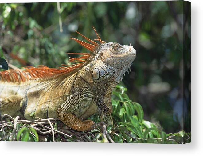 Feb0514 Canvas Print featuring the photograph Green Iguana Male Portrait Central by Konrad Wothe
