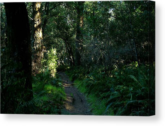 Woods Canvas Print featuring the photograph Green is Good by David Armentrout