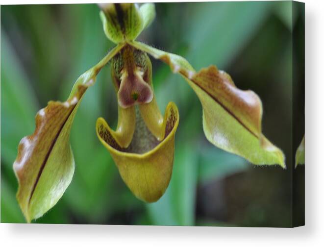 Green Canvas Print featuring the photograph Green orchid by Sue Morris
