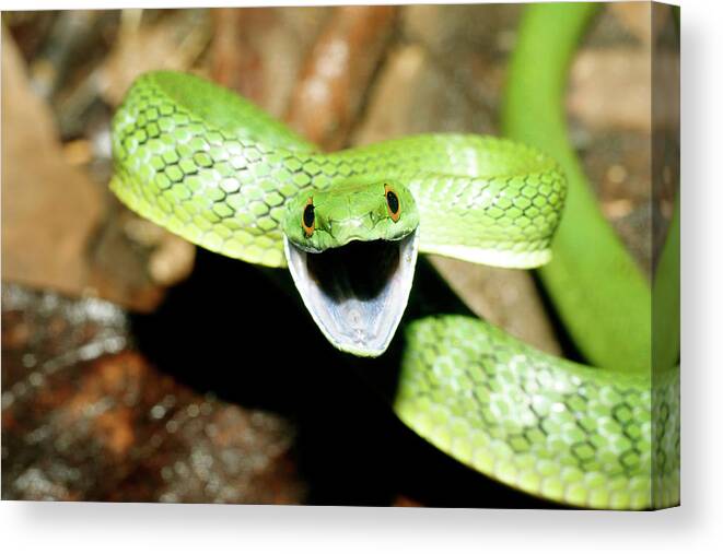 Philodryas Viridissimus Canvas Print featuring the photograph Green Racer Snake by Dr Morley Read/science Photo Library