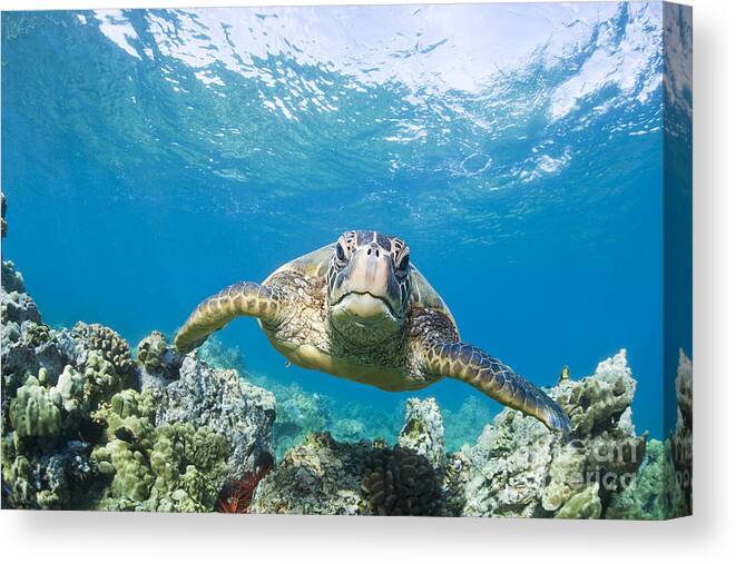 Animal Canvas Print featuring the photograph Green Sea Turtle over Reef by M Swiet Productions