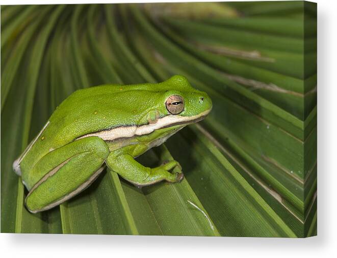 Pete Oxford Canvas Print featuring the photograph Green Tree Frog Little St Simons Island by Pete Oxford