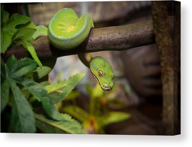 Canvas Canvas Print featuring the photograph Green Tree Python by Mark Llewellyn