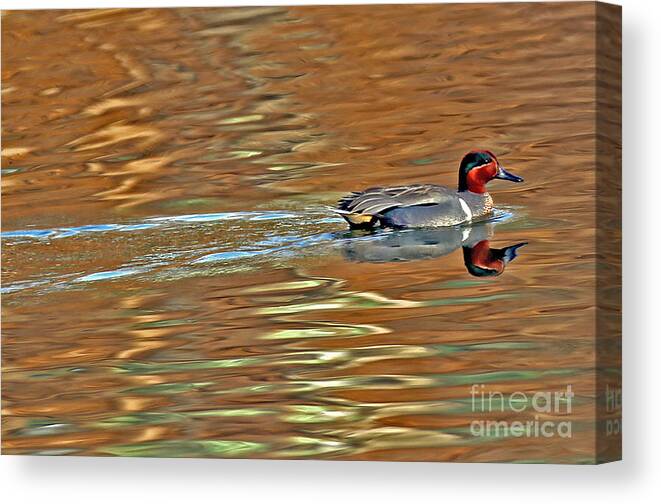 Adult Breeding Green Winged Teal Duck Canvas Print featuring the photograph Green-winged Teal by Elizabeth Winter