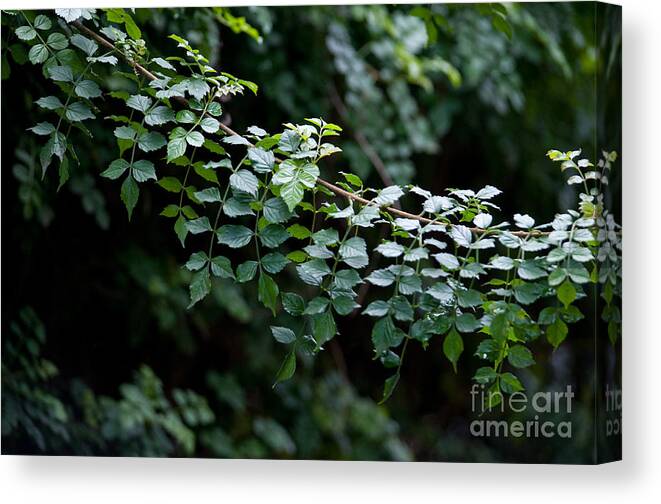 Green Canvas Print featuring the photograph Greens by Dan Holm