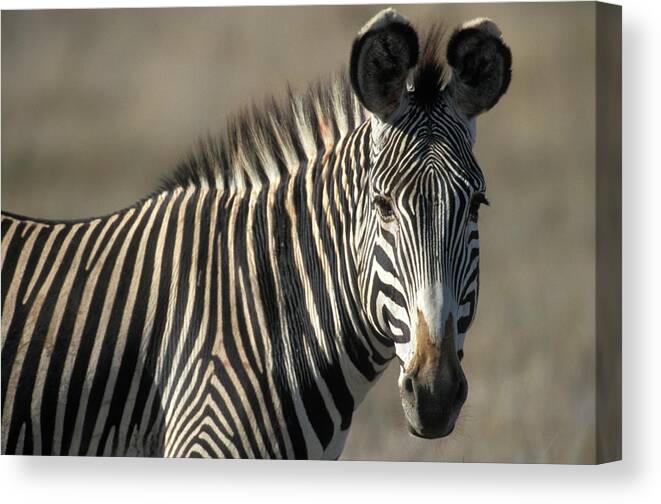 Photography Canvas Print featuring the photograph Grevys Zebra Standing In Plains Kenya by Animal Images