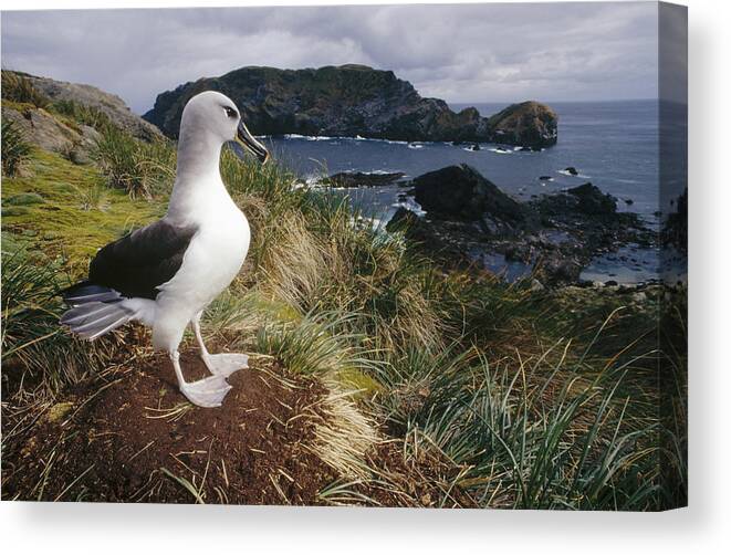 Feb0514 Canvas Print featuring the photograph Grey-headed Albatross At Nest Chile by Tui De Roy