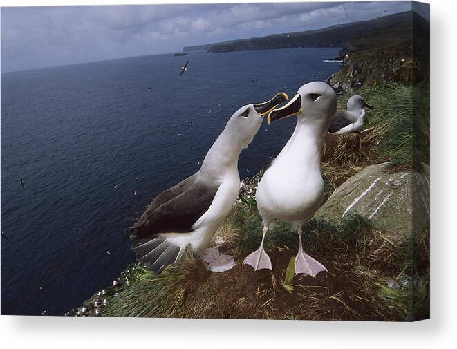 Feb0514 Canvas Print featuring the photograph Grey-headed Albatrosses At Nest Site by Tui De Roy