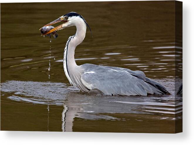 Photography Canvas Print featuring the photograph Grey Heron, Kenya by Panoramic Images