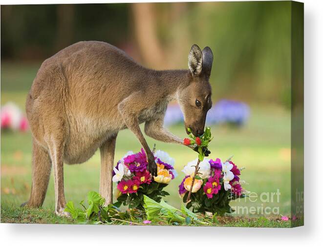 00451879 Canvas Print featuring the photograph Grey Kangaroo Eating Graveyard Flowers by Yva Momatiuk and John Eastcott