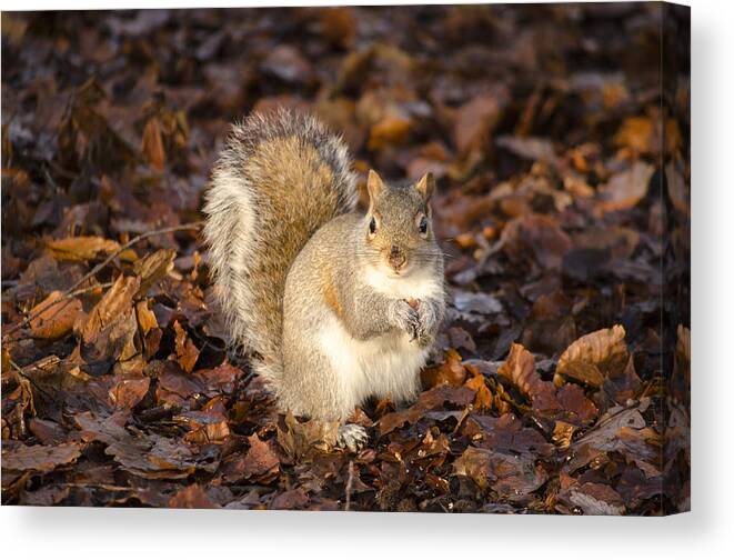 Squirrel Canvas Print featuring the photograph Grey squirrel by Spikey Mouse Photography