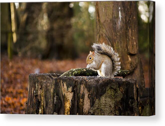Squirrel Canvas Print featuring the photograph Grey Squirrel on a Stump by Spikey Mouse Photography